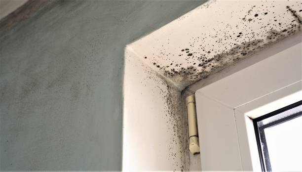 Best Attic Mold Removal  in Colfax, CA