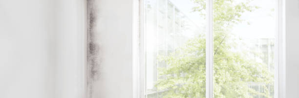 Best Environmental Consulting for Mold Prevention  in Colfax, CA
