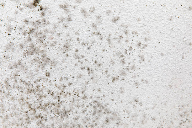  Colfax, CA Mold Removal Pros